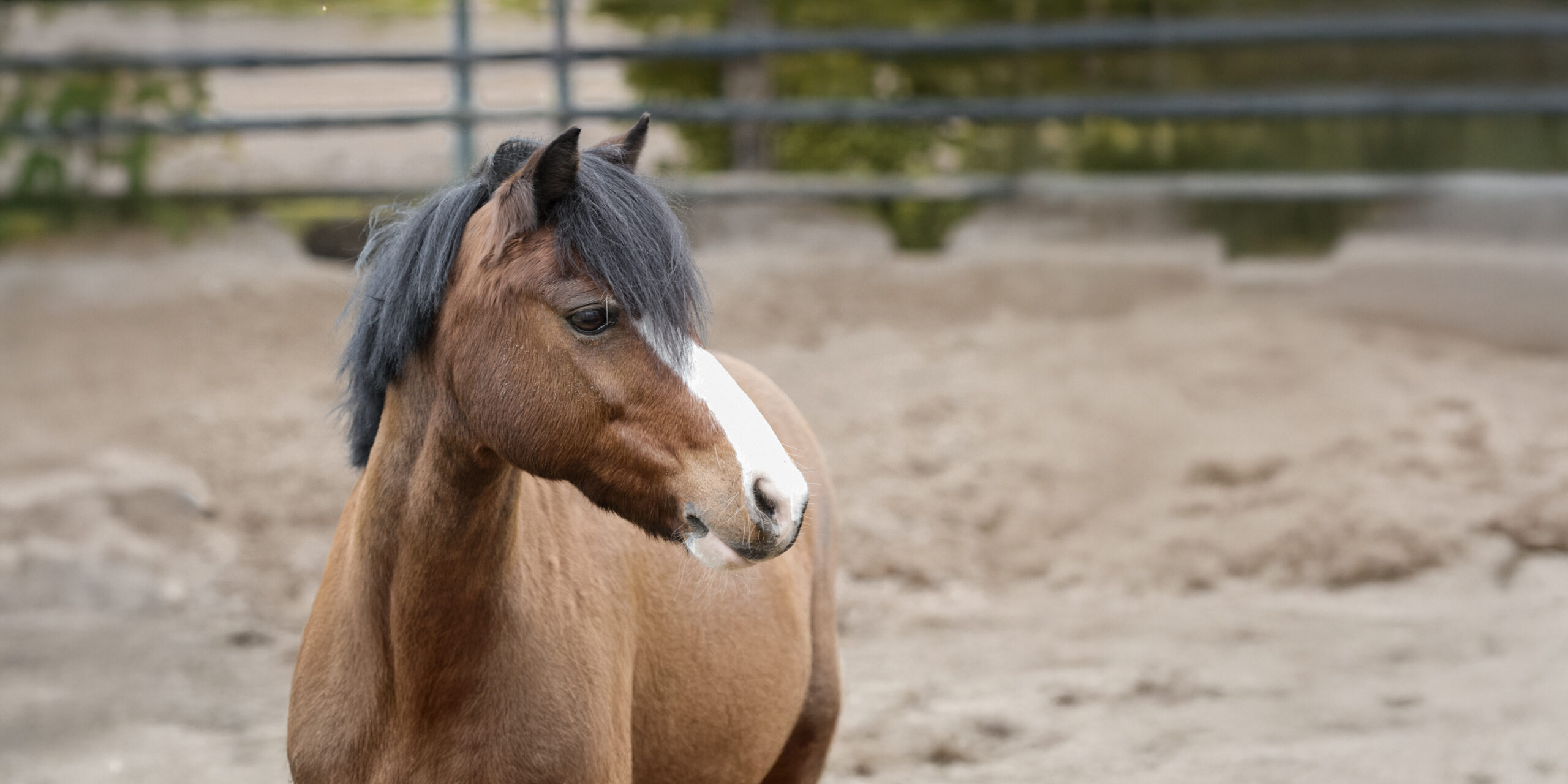 Loswerken met het paard: leiderschap begint bij jezelf