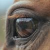 Oog van een paard met weerspiegeling van coach Caroline