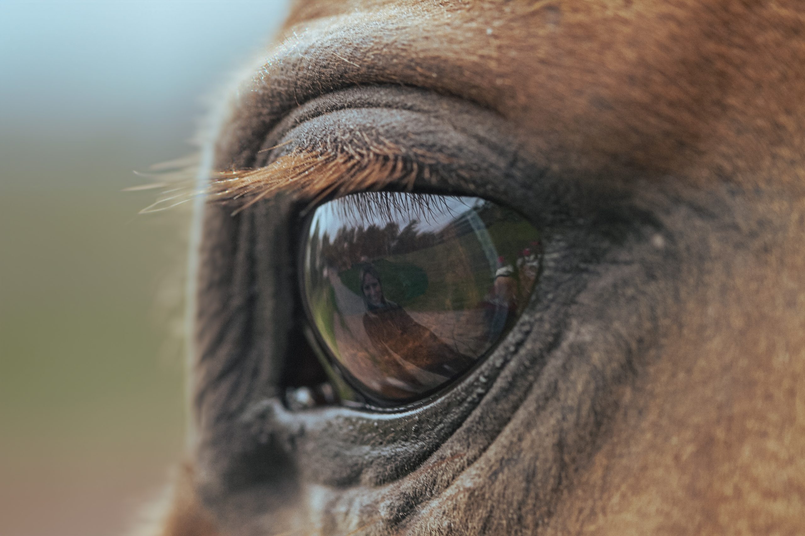 Spiegelen: ontdek onbewust gedrag tijdens coaching met paarden