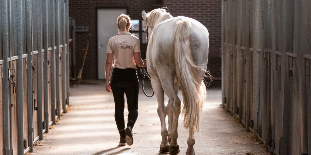 Coach Caroline met paard Stijn