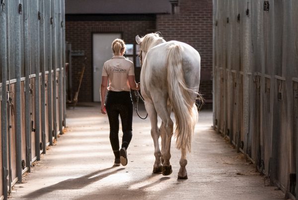 Coach Caroline met paard Stijn